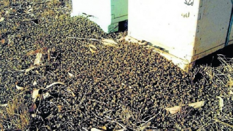 Brazil: U 3 mjeseca uginulo više od 500 miliona pčela