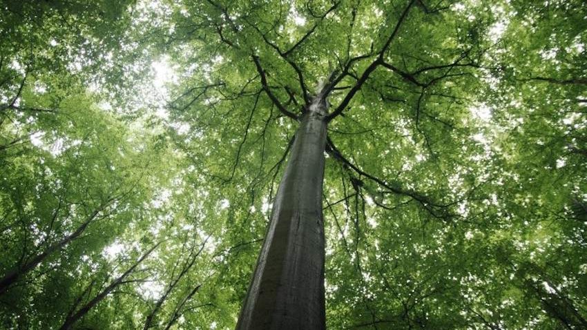 Prašuma Јanj kod Šipova uvrštena na UNESCO listu svjetske baštine
