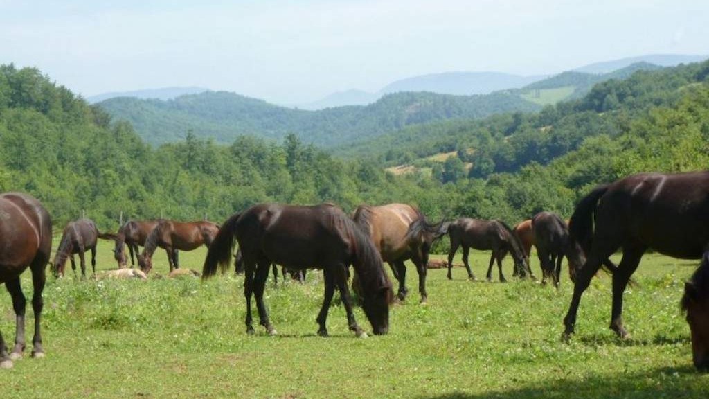 Nakon 40 godina direktan izvoz Bosanskog brdskog konja u Njemačku
