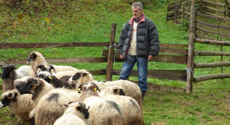 Fond Bejtu-l-mal: Porodici Bešir iz Hemića dodjeljeno 12 ovaca