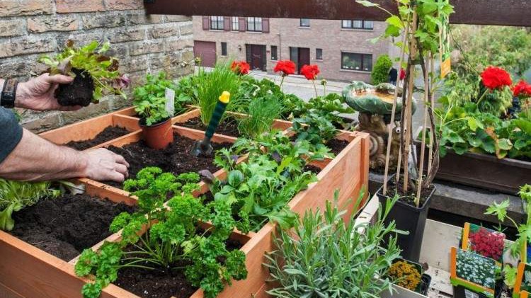 INZ - Vrijeme je da u kulturu življenja uvedemo uzgoj povrća u vlastitoj bašti