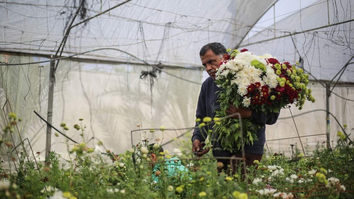 Gaza: Zbog koronavirusa ne mogu prodati cvijeće pa ga uništavaju (FOTO)