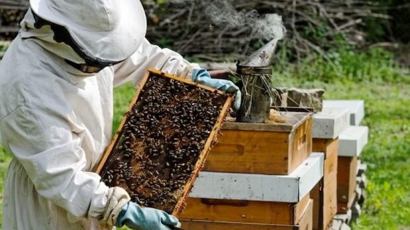 Kongres pčelarstva okupio stručnjake iz cijelog svijeta