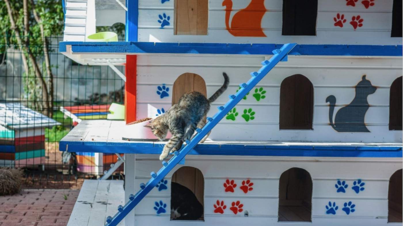 U Antaliji izgrađena trospratnica za smještaj mačaka