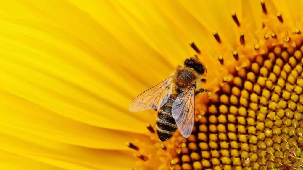 Beč evropski predvodnik u zaštiti pčela