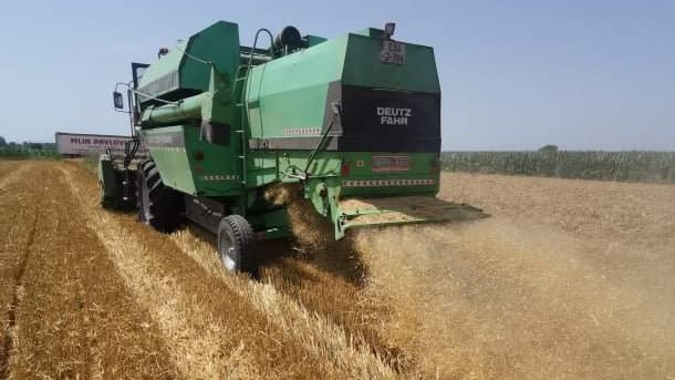 Janja: Počela žetva pšenice na vakufskim parcelama 