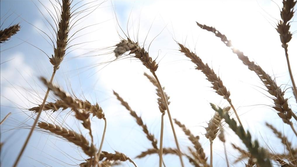 U BiH ove godine najviše zasijano kukuruza, pšenice, krompira i malina