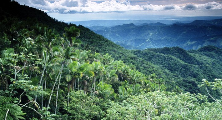 Tropske šume upijaju sve veće količine CO2
