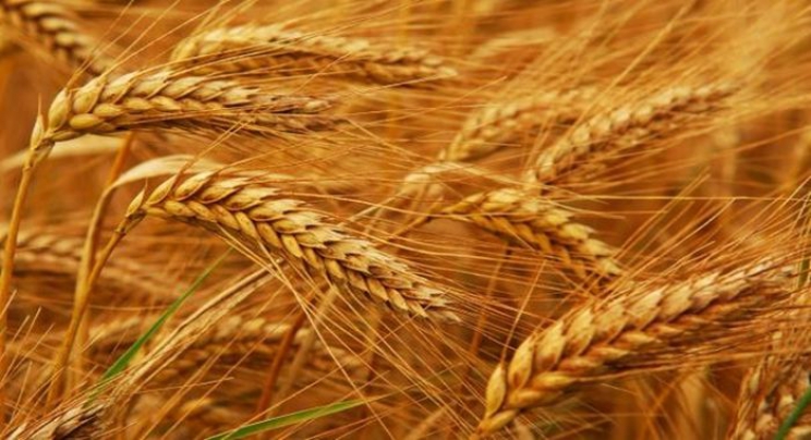 Uvozimo pšenicu a hiljade hektara oranice nezasijano