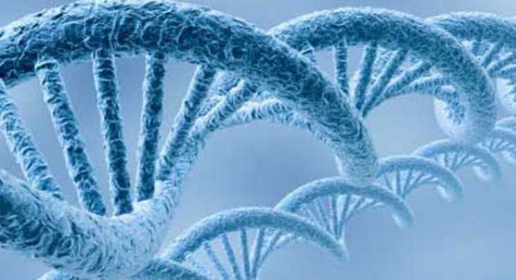 Naučnici tvrde da su za pretilost odgovorni geni