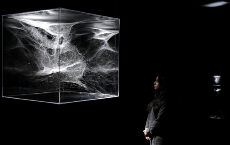 Izložba umjetnina izrađenih od paukove mreže